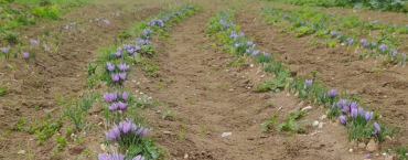 Raccolta zafferano Fattoria sociale