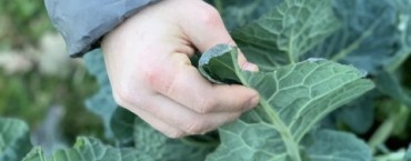Agricoltura Sociale