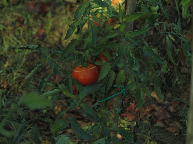 pomo striscia