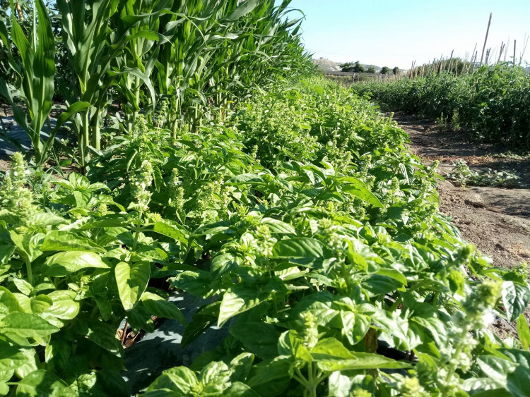 oasi agricola orto