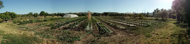 campi coltivati di oasi agricola