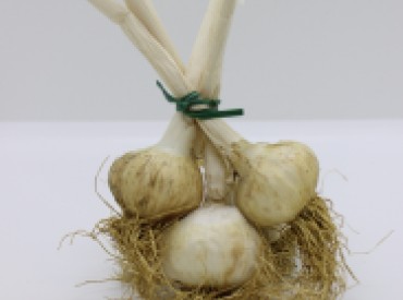 aglio rosso