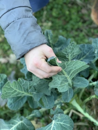 Agricoltura Sociale