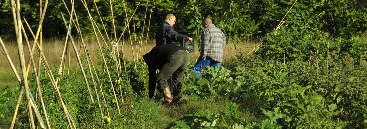 a raccogliere pomodori