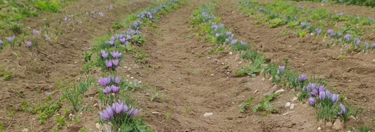 Raccolta zafferano Fattoria sociale