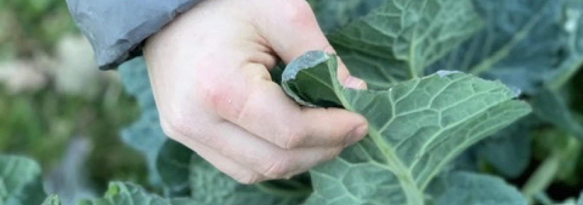 Agricoltura Sociale