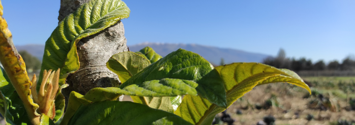 agricoltura sociale